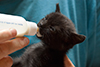 Thumbnail of Bottle-feeding a kitten